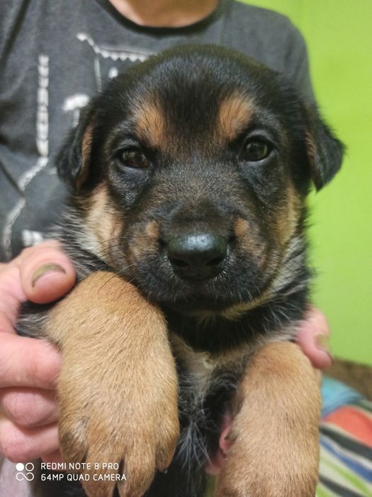 Песики в добрі руки