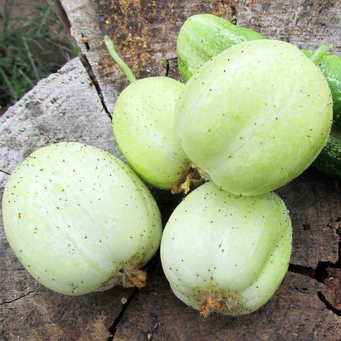 Pepino Limão Redondo (10 sementes) - Cucumis sativus