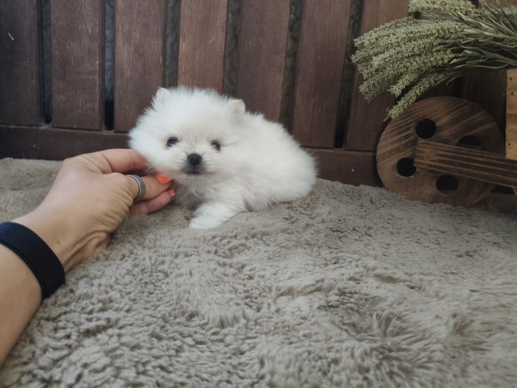 Lulu da Pomerânia Branquinho LOP