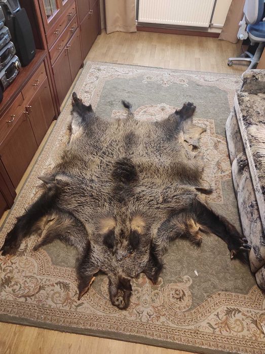 Duża skóra z dzika