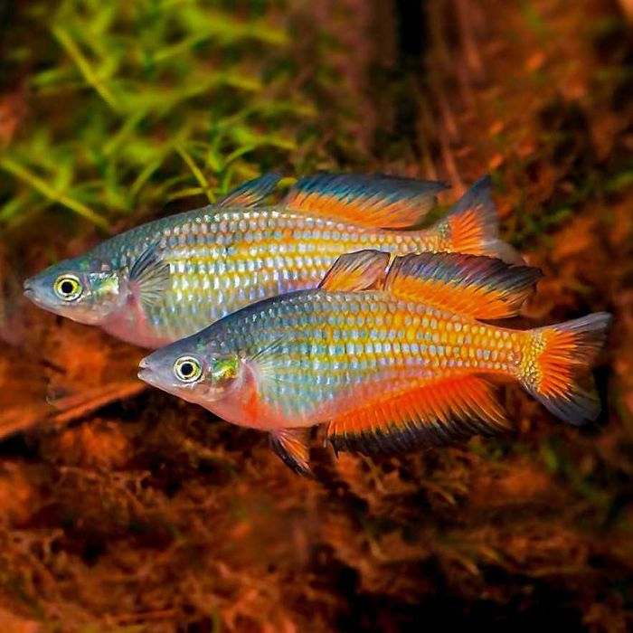 Tęczanka Parkinsona - Melanotaenia parkinsoni - dowóz, wysyłka