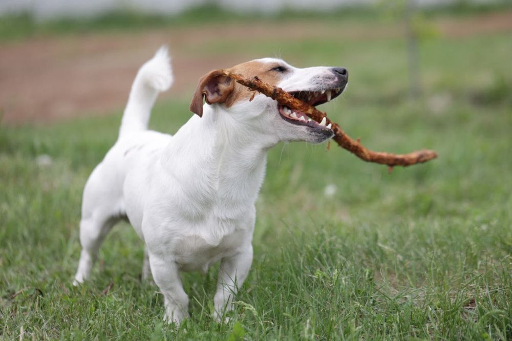 Случка / Вязка Джек Рассел Терьер кобель