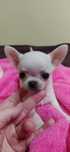 Chihuahua super mini śliczny piesek ZKwP FCI.