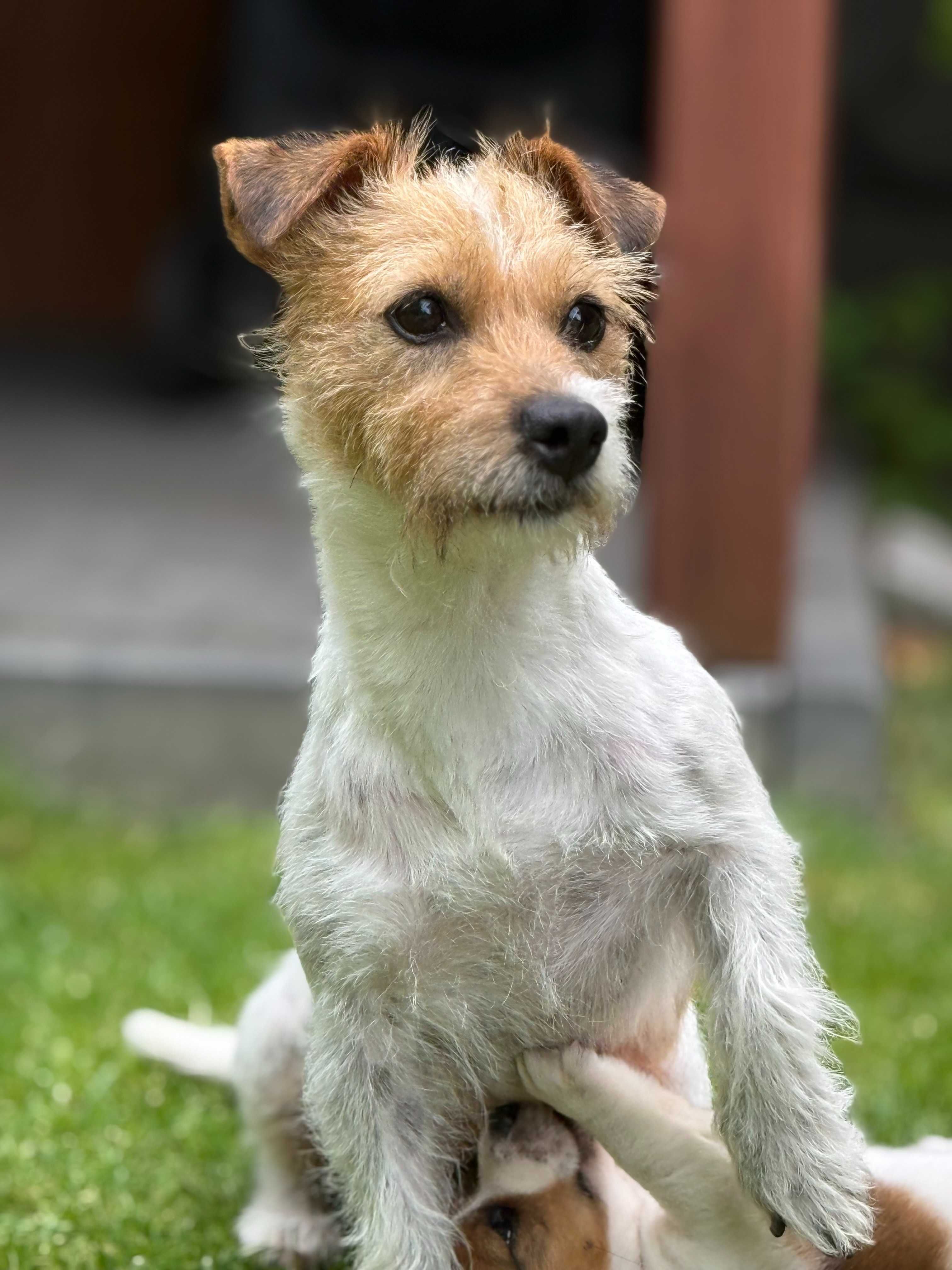 Jack Russell Terrier piękny piesek od #SMARTIE JACKS# male Jack