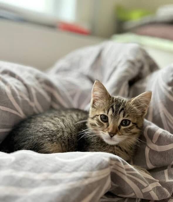 Котята даром отдам