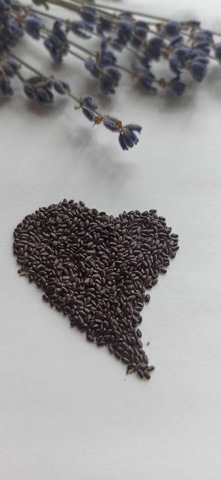 Лаванда_насіння лаванди 2025- 85грн . Кусти лаванди.