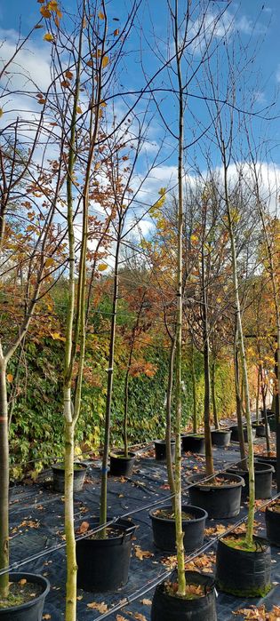 Betula utilis 'Doorenbos' / brzoza pożyteczna