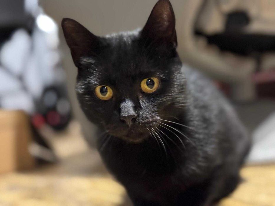 Kotka Sabrina szuka domu