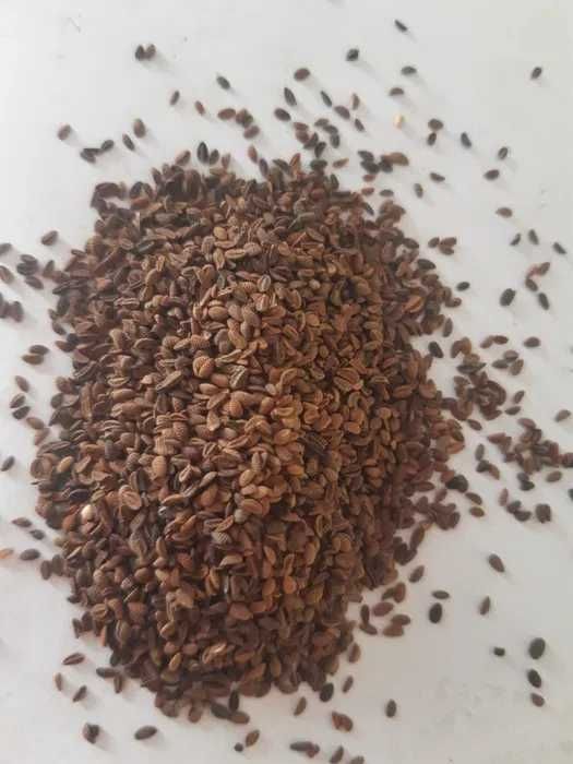 Esparceta, Facelia, Gorczyca Groch Gryka Lnianka Lucerna KoniczynaWyka