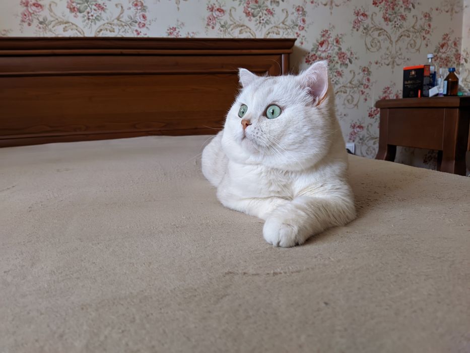 В'язка  чемний кіт шукає наречену