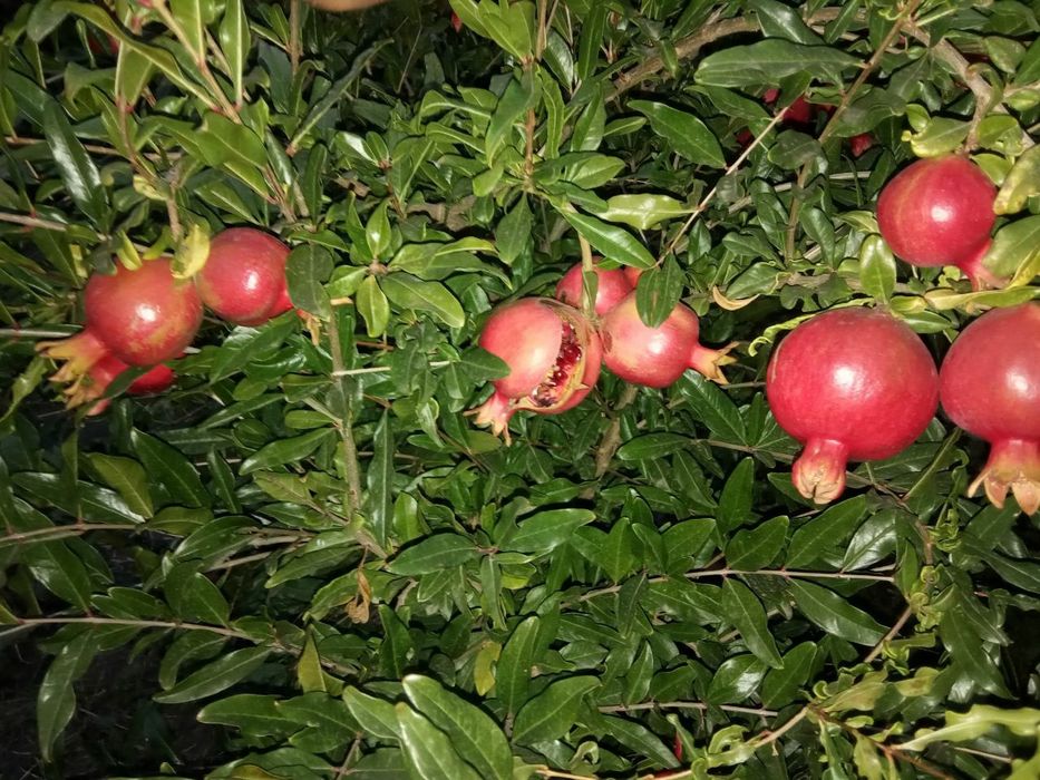 Саженцы инжира Шави Легви