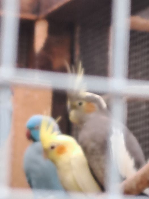 Sprzedam   papugi nimfy