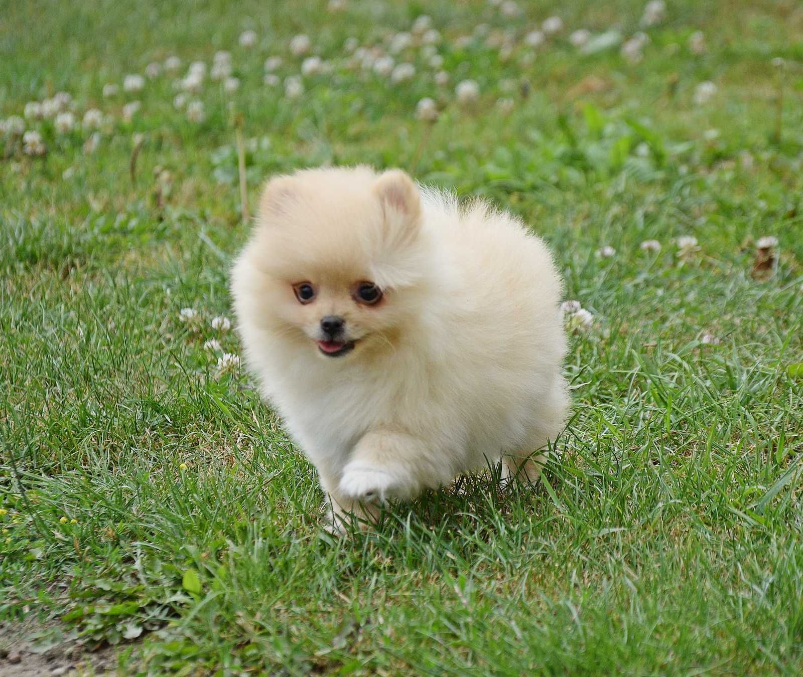Piesek Pomeranian- Olek- gotowy na kochający dom