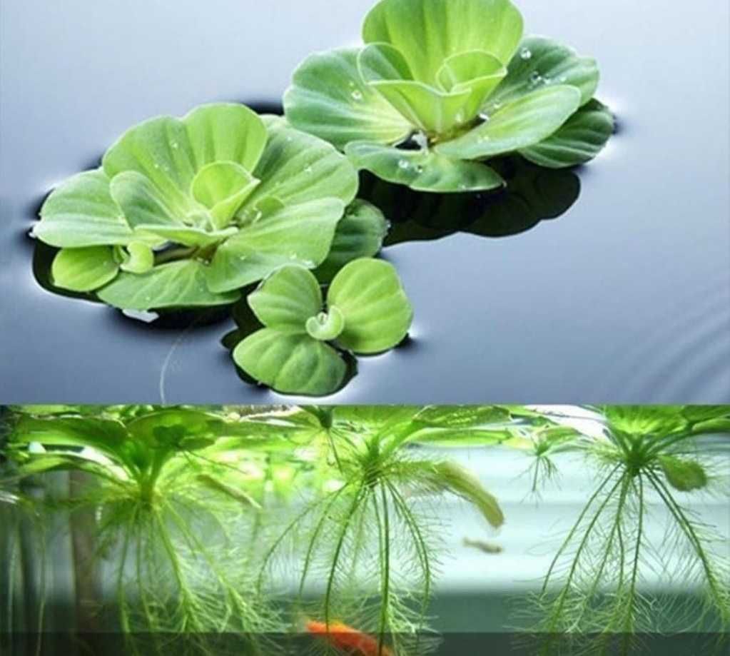 Planta aquática flutuantes Lago ou Aquário