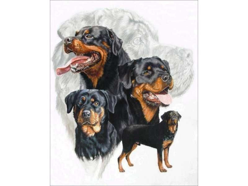 Haft Diamentowy, Obraz, Mozaika Diamentowa PIES - ROTTWEILER 30x40cm