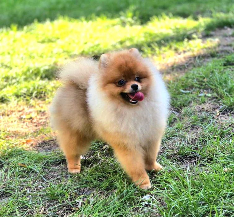 Pomeranian- Szpic miniaturowy malutki puchaty piesek