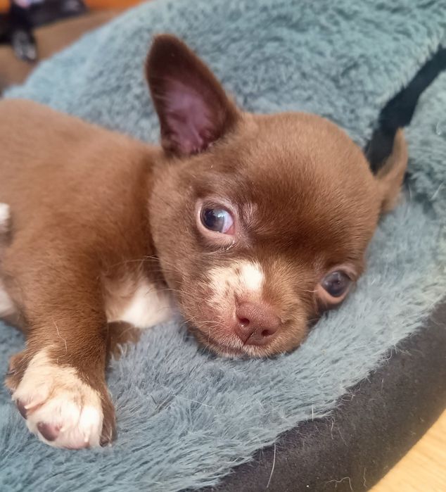 Chihuahua krótkowłosa - czekoladowa suczka