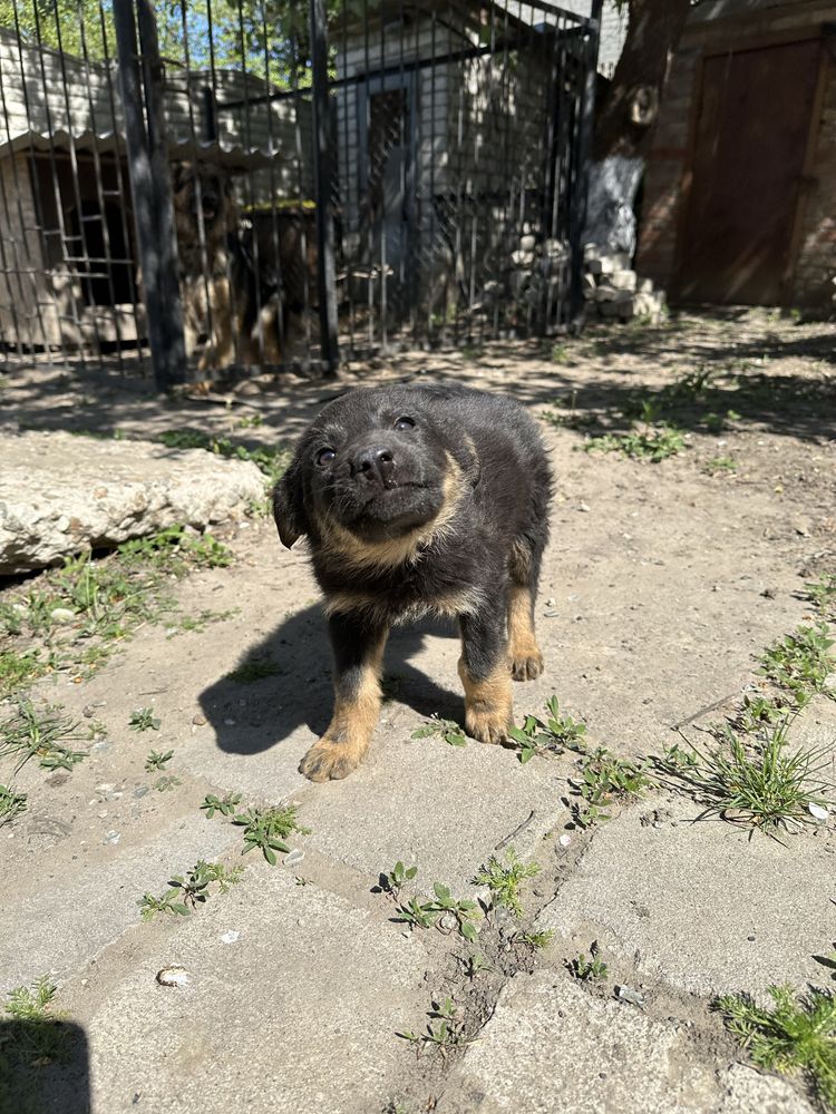 Віддам щенят Німецької вівчарки