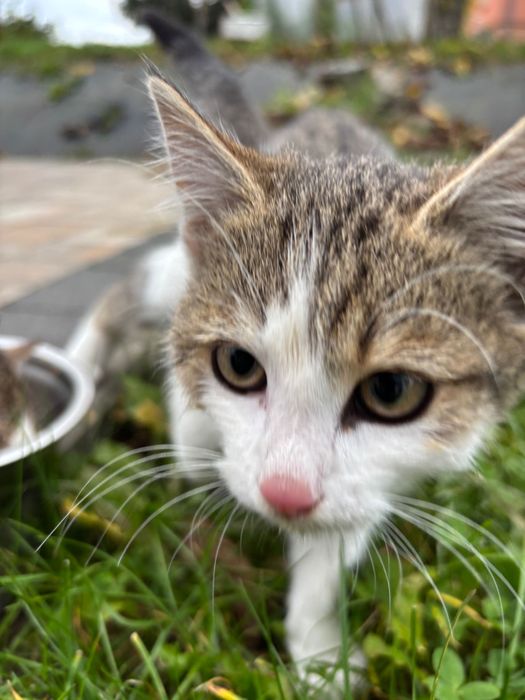Kotki do adopcji