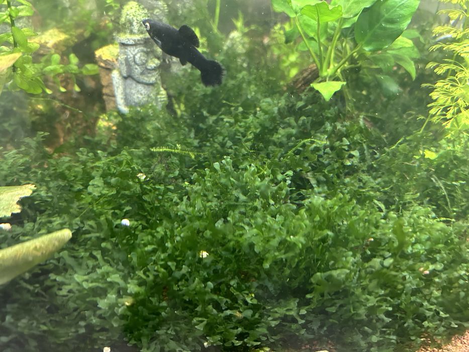 Musgo pellia aquario