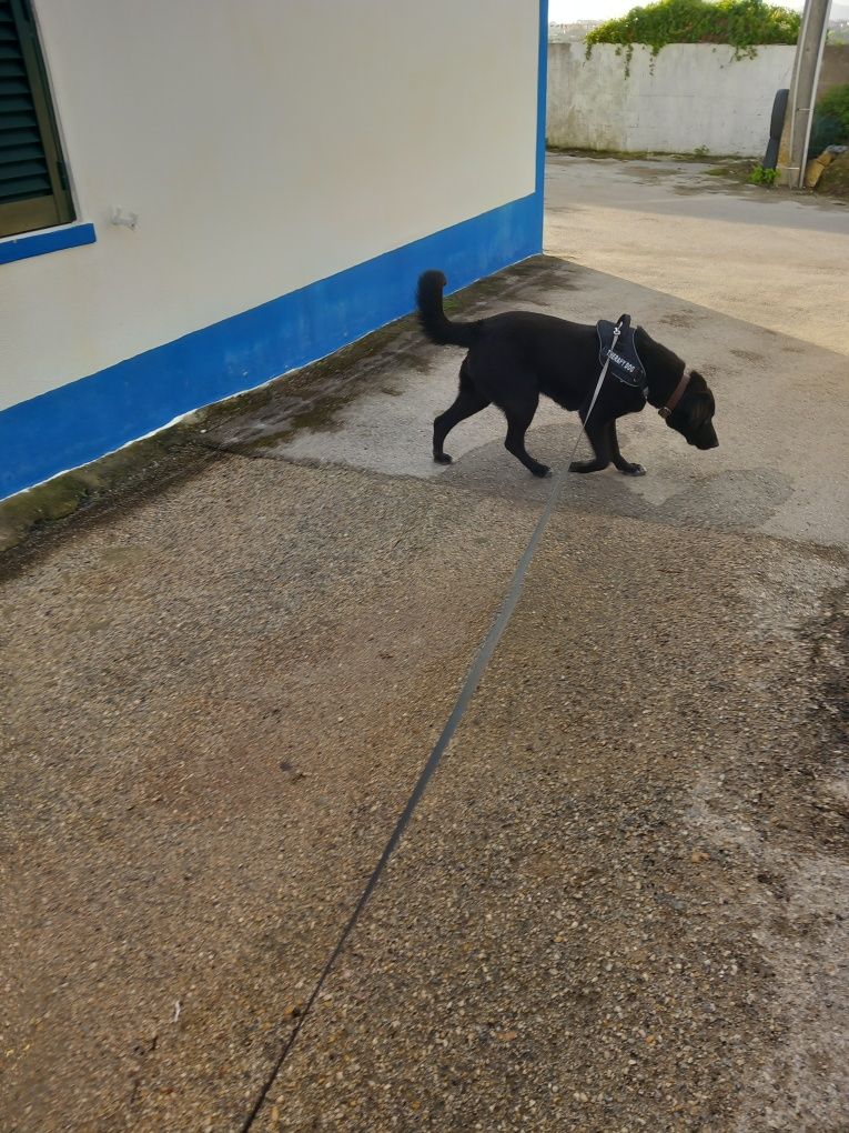 Adotar um cão labrador cadela