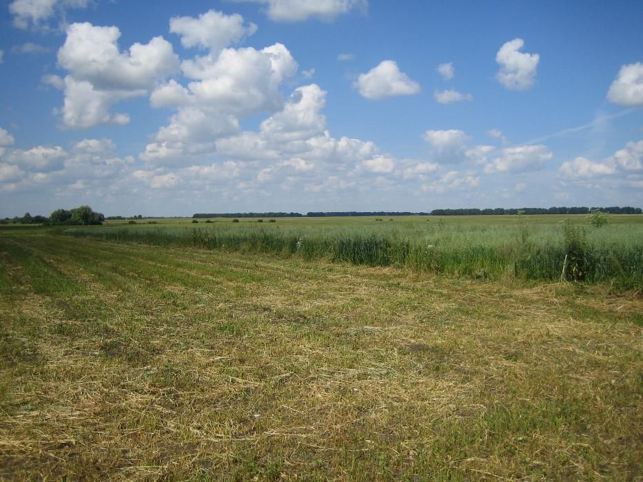 ПІД ЗАБУДОВУ. 35 соток. Васильківський р-н, село Петрівка