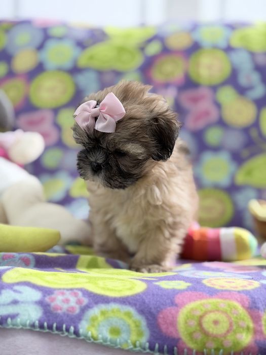 Shih-tzu linda Menina miniatura