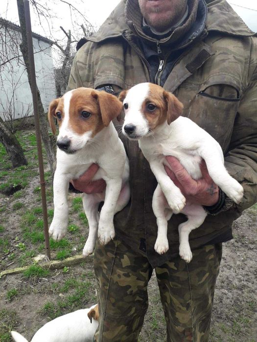 Джек-рассел тер’єр дівчинка– справжня маленька енерджайзер,