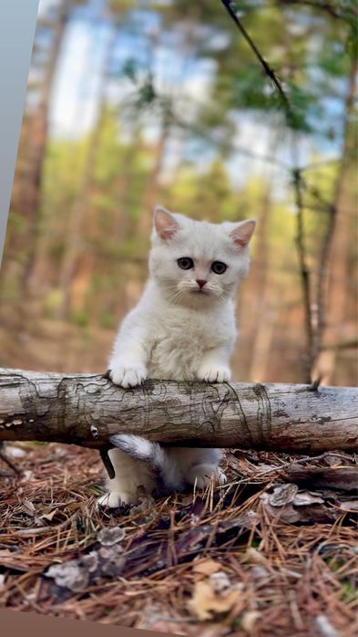 Шотландська дівчинка срібна шиншила прямовушка