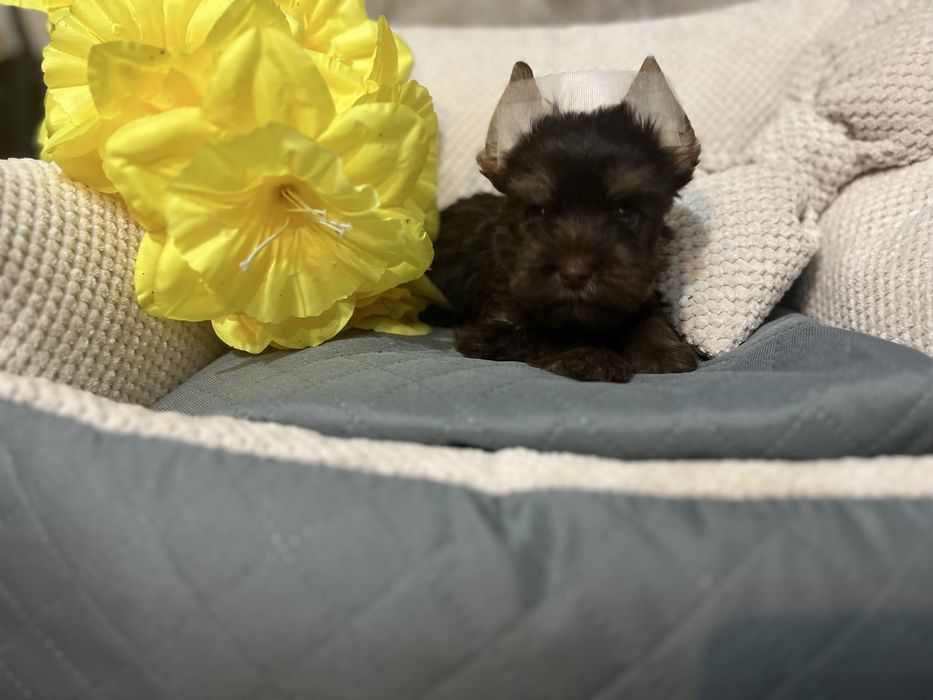 Czekoladowo pod sunia yorkshire terrier