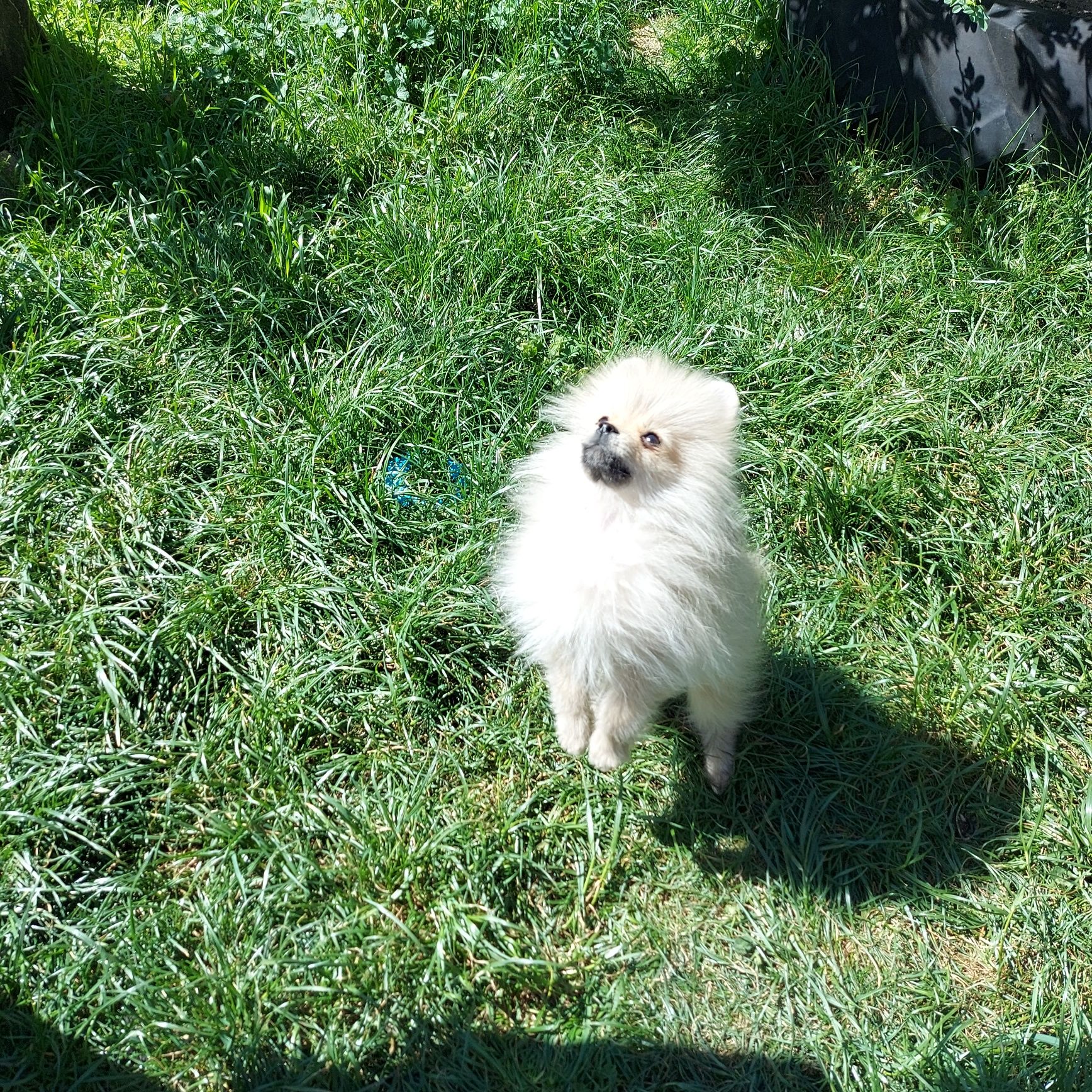 Piesek Szpic Miniaturowy Pomeranian