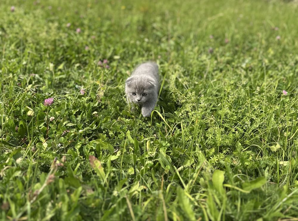 Шотланське висловухе кошеня