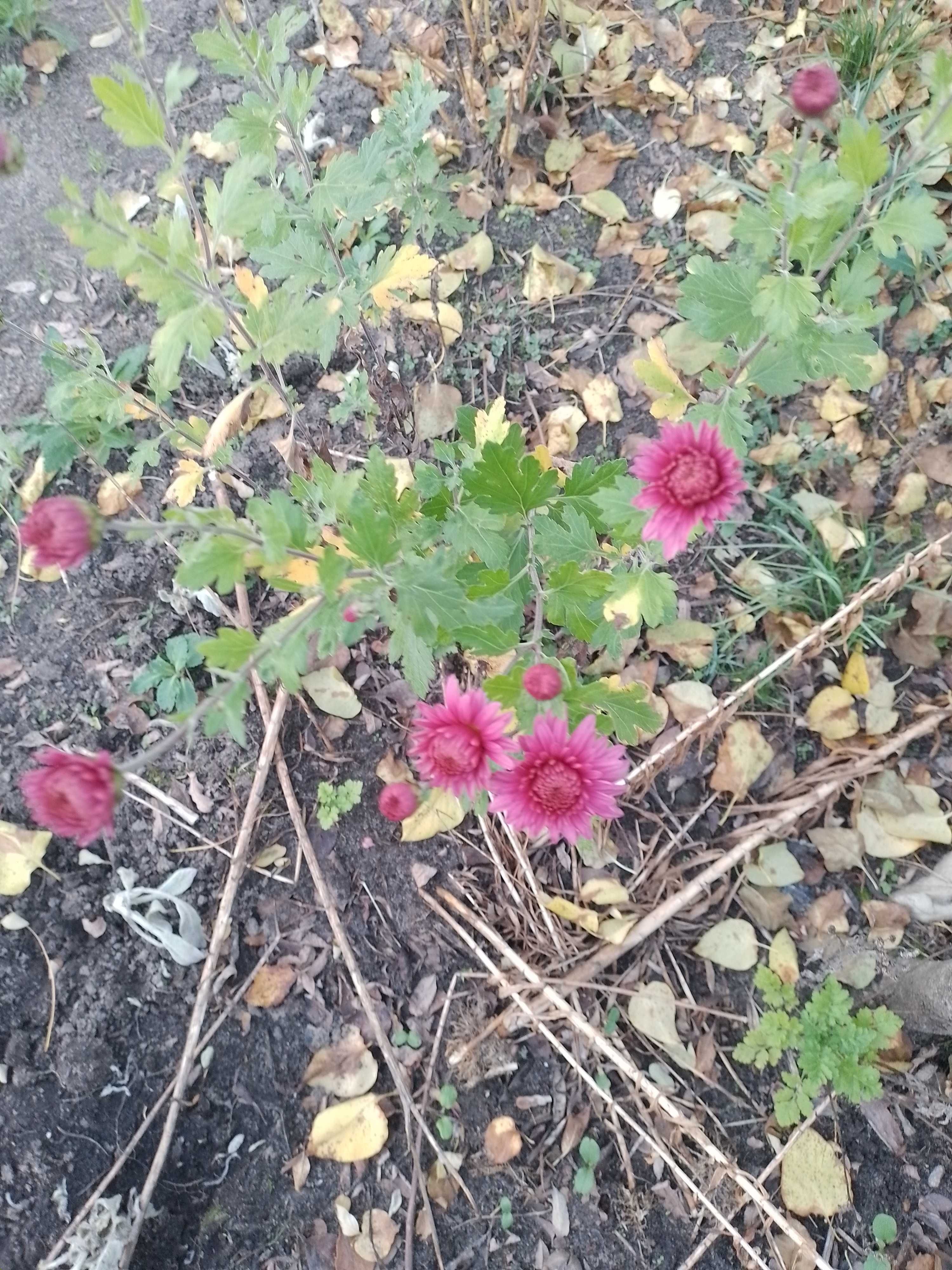 Хризантеєми середні і вищі)