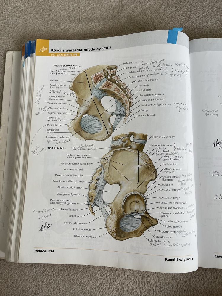 Atlas anatomii człowieka netter