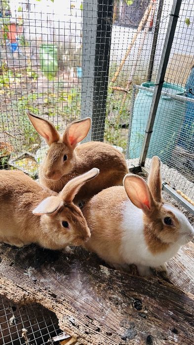 Vendo Coelhos machos e fêmeas