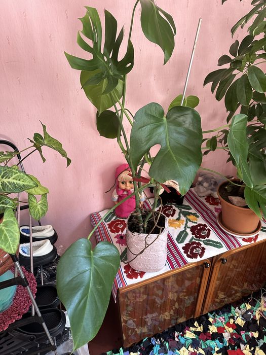 Продам 2 монстери