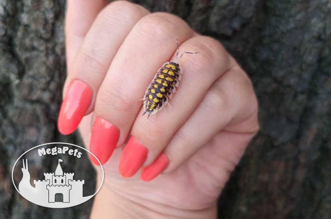 Porcellio haasi Yellow Kulanki Prosionki Isopody Stonoga Ślimak Mrówki