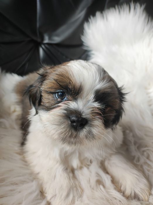 Szczeniak shih-tzu