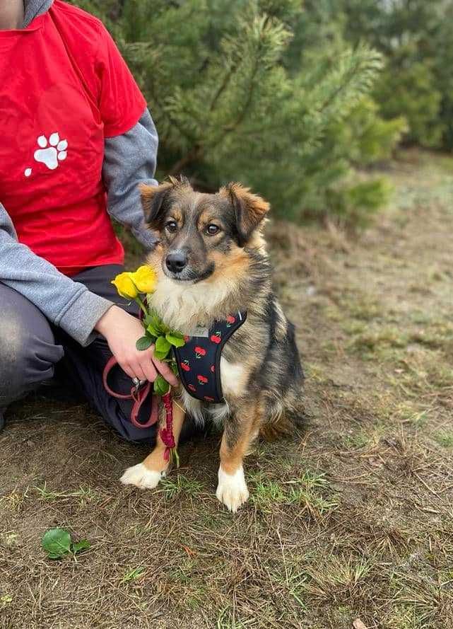 Tobiś 1,5 r.piękny,kochany psiaczek blaga o kochający dom  Zwierzoland