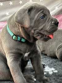 Szara Suczka Cane Corso ZKwP FCI