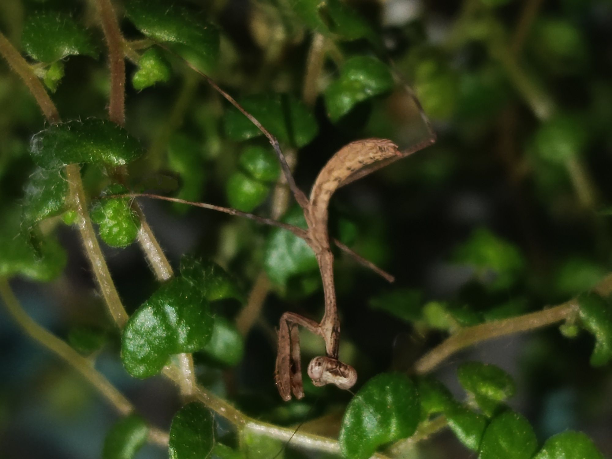 Modliszka Pseudempusa pinnapavonis