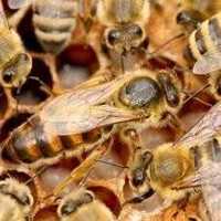 Бджоломатка КАРНІКА плідна 2024 р. Мічена. Перевірена на засів