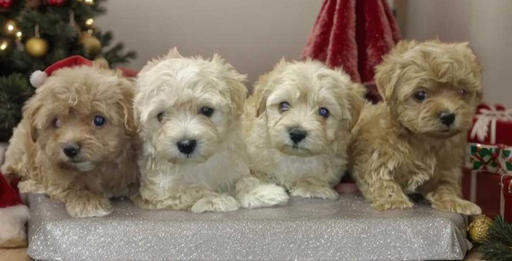 Мальтипу девочки.