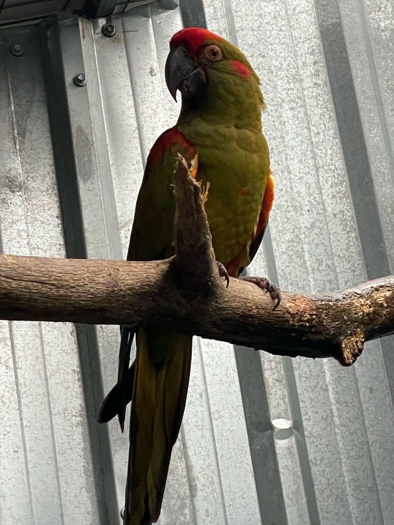 Arara rubrogenis macho