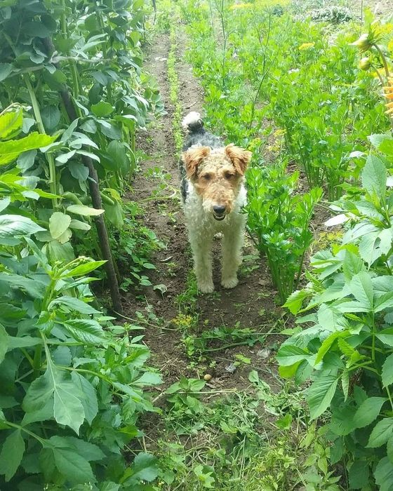 Foksterier szorstkowłosy szczeniak