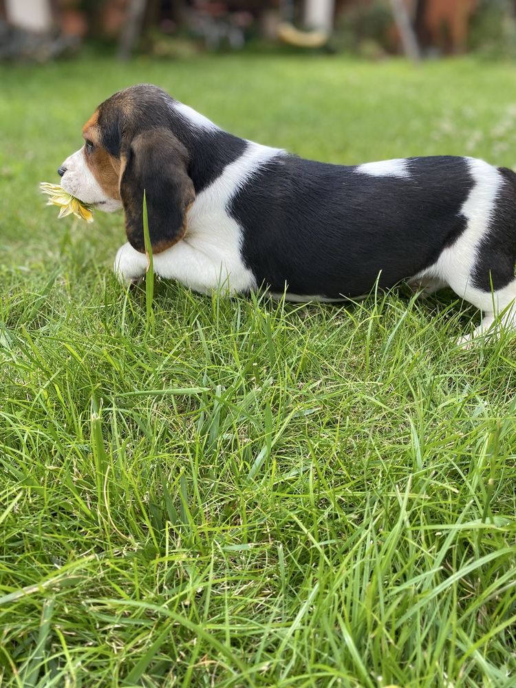 Beagle  macho tricolor Top