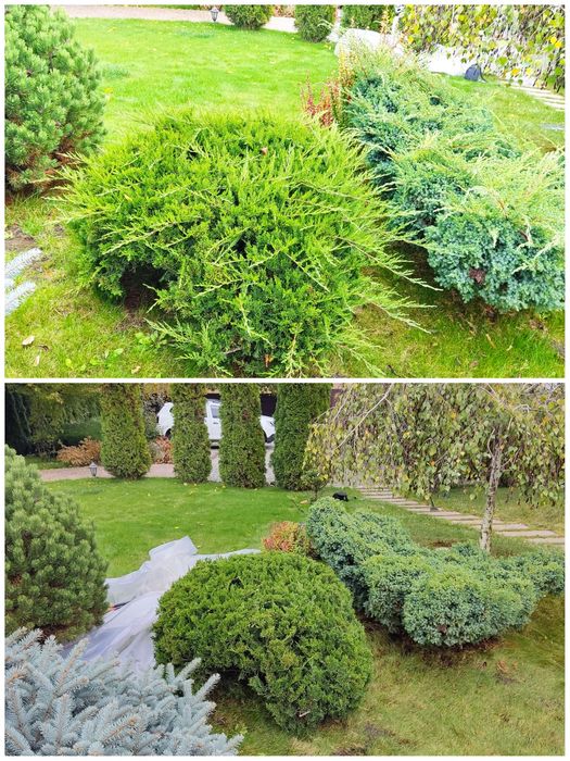 Услуги садовника