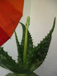 Duzy Aloe vera aloes kwiatek leczniczy