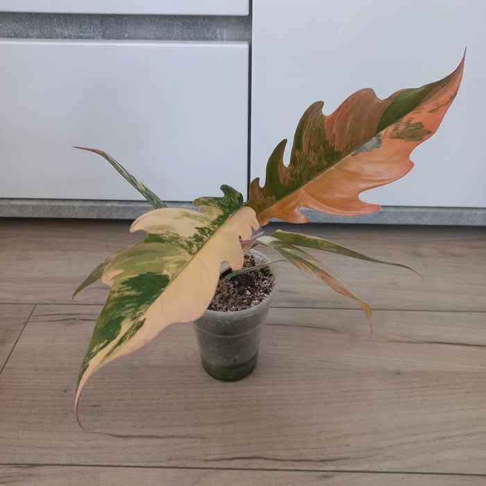 Philodendron Caramel Marble cała roslina