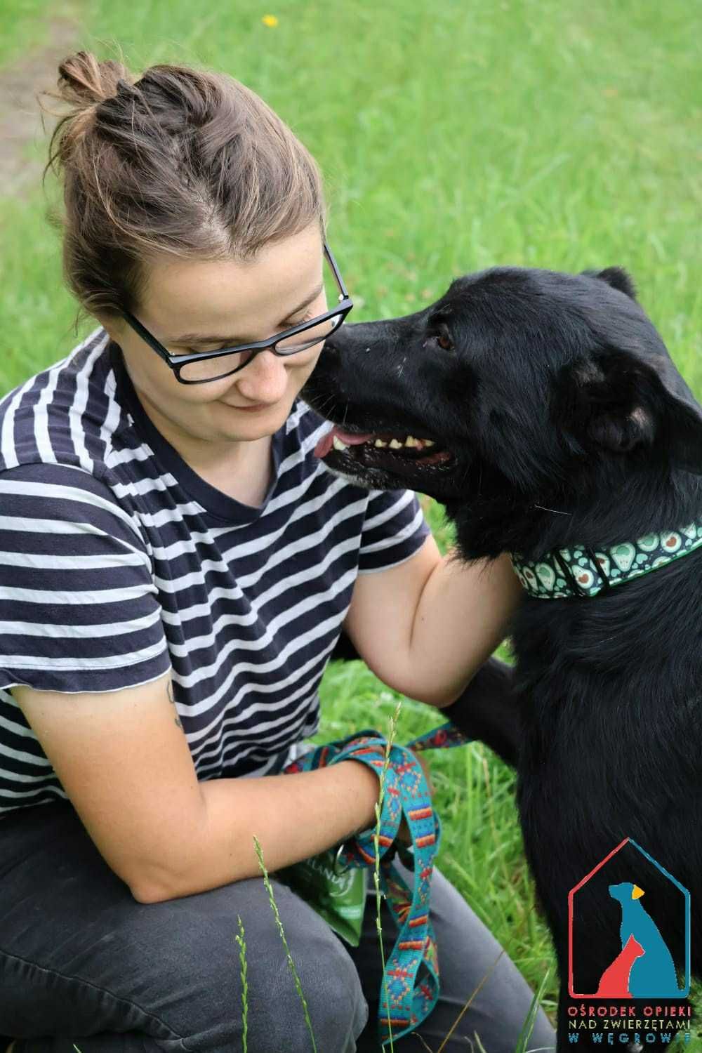 PIĘKNY, KOCHANY, duży psiak - pełen miłości i radości życia - adoptuj